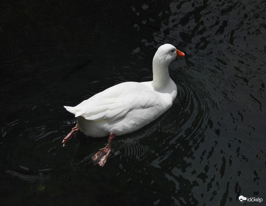 Lazulás