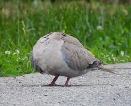 Titokzatos 