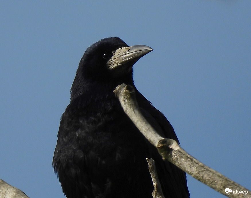 Később akár eshet is