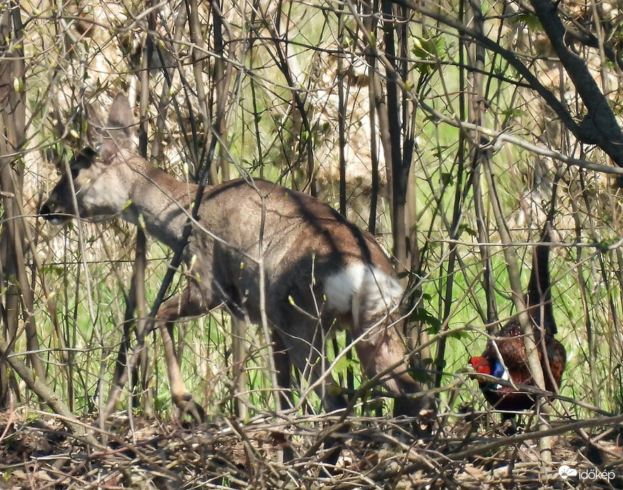 Területét védő fácánkakas. Hess innen! 
