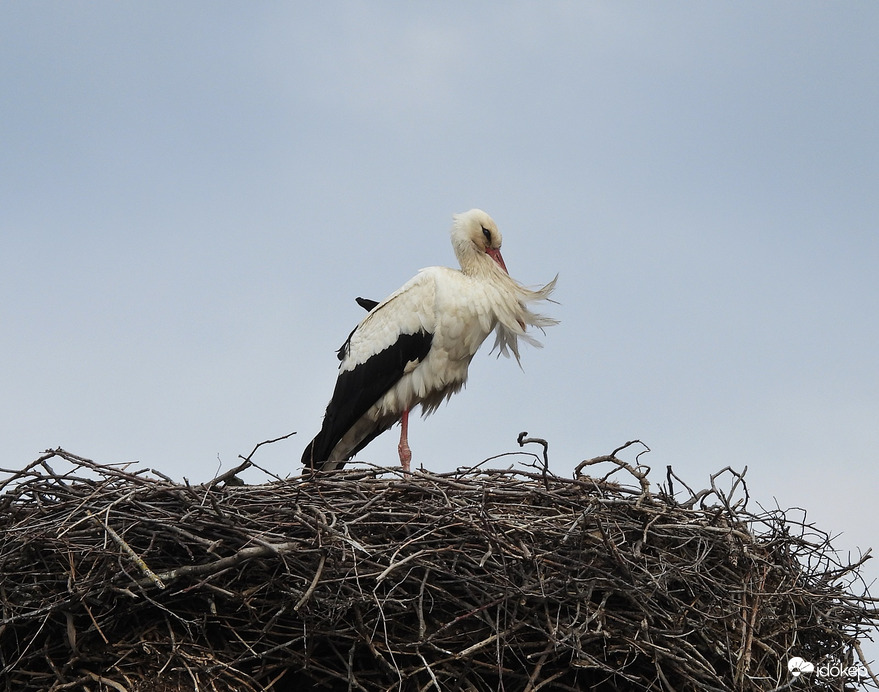 Talán a szél fújta ide 