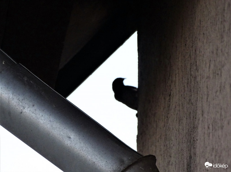 Össze ne dőljön, támasztom a falat