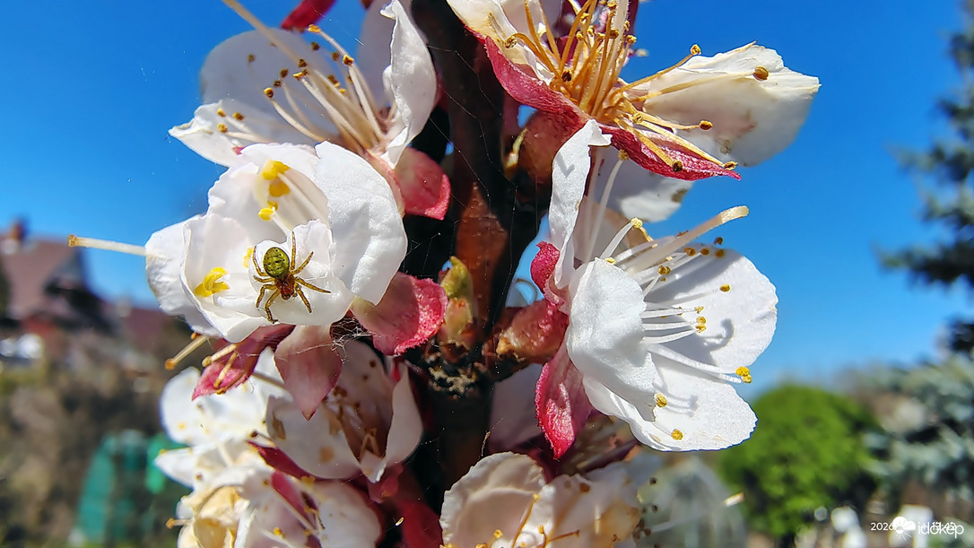 Pók segíti a beporzást 