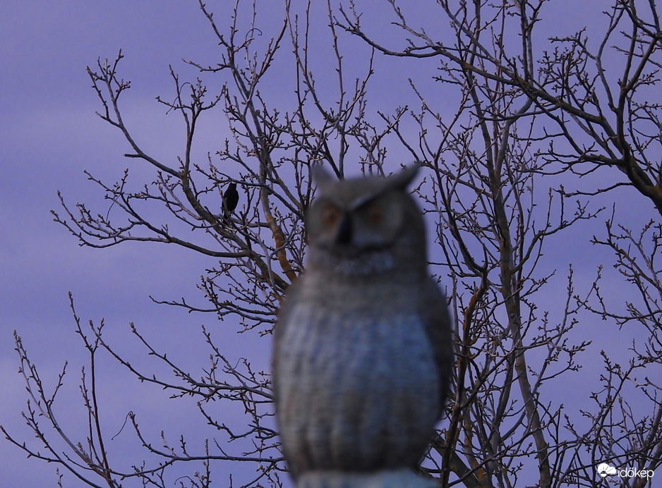 A rigó súgta .....