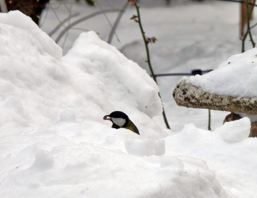 A hó hátán is megél 