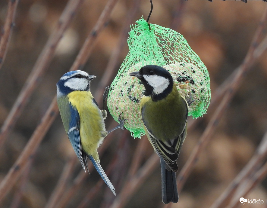 Kiengedett a gombóc 