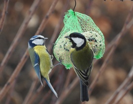 Kiengedett a gombóc 
