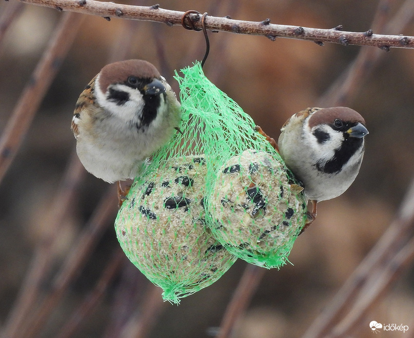 Fedezz öcskös amíg leakasztom! 