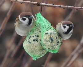 Fedezz öcskös amíg leakasztom! 