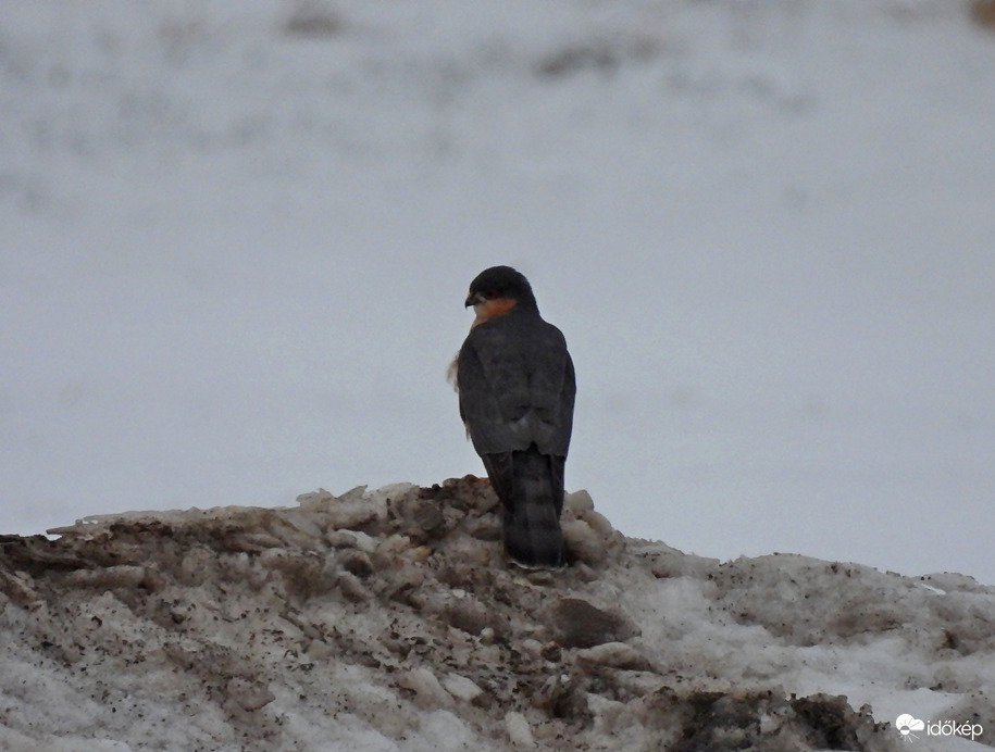 Koszos hóban is jöhet tiszta helyzet