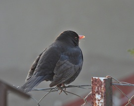 Utolsó napsugarak, mára ennyi volt