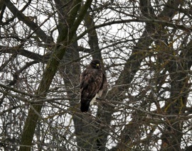 Mozdulhatna már valami