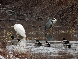 Élet a Szerencs-patakban  