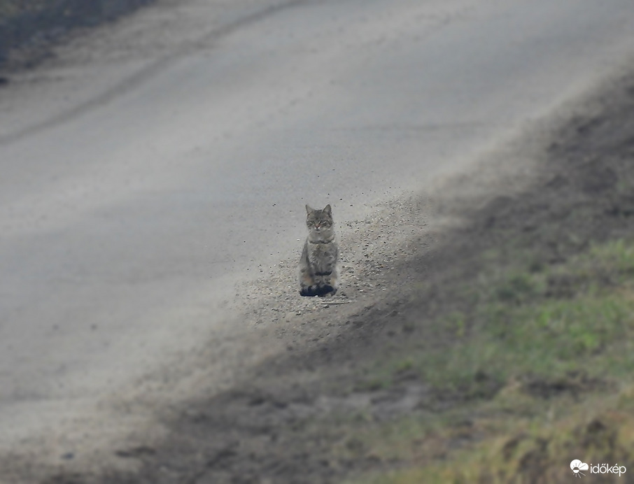 Nincs árnyékom, kint maradok! 