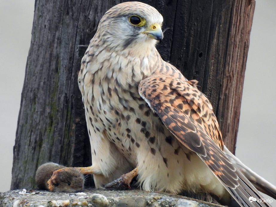 A második fogás (pocok) 