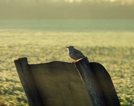 Csendélet? Pont tőle? 