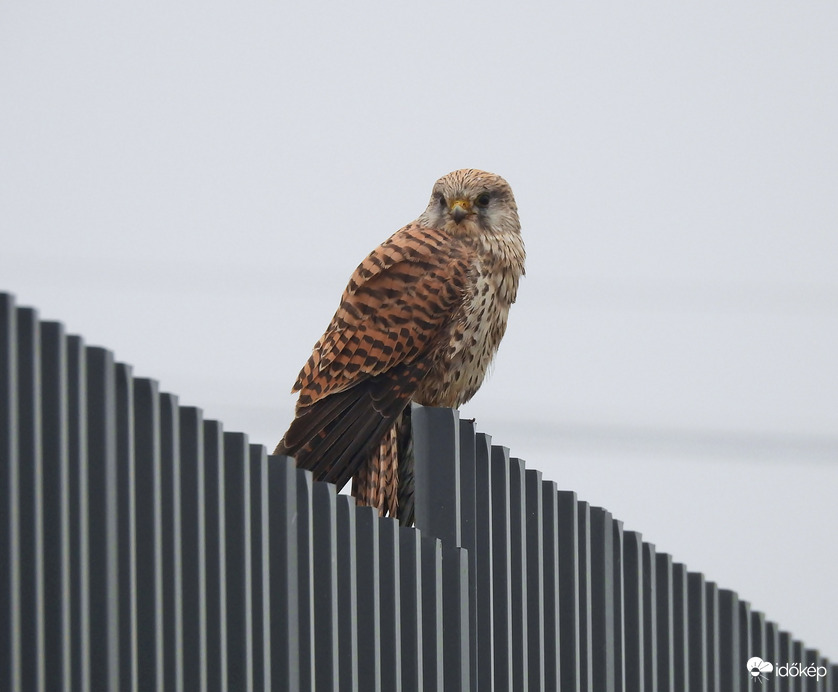 Vércse keresi a "kapcsolatot" 
