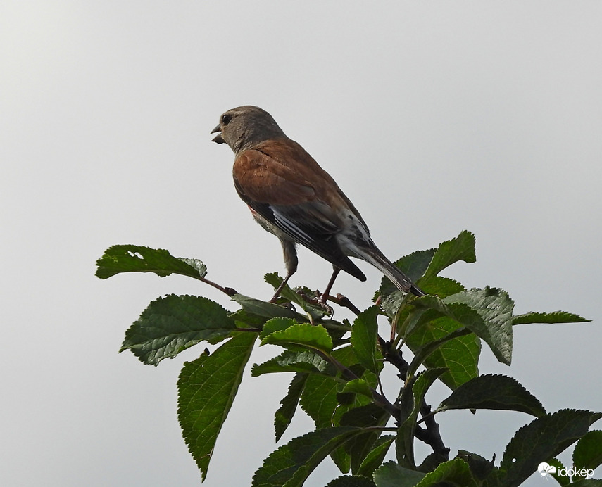 Madárfüttyös reggel 