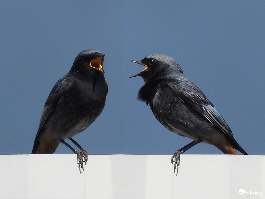 Kis madár nagy hanggal 