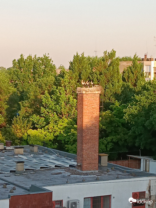 Szarvas