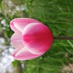 Tulipán