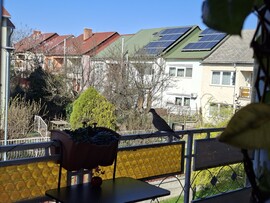Várpalota