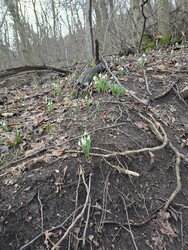 Budapest XII.ker - Normafa