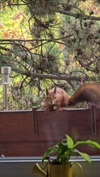 Budapest XII.ker - Zugliget