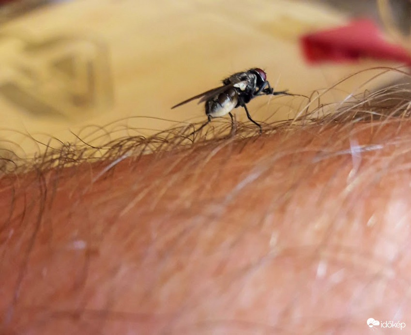 Légy a szőrös karon.. :-)