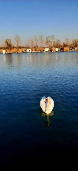 Hattyú a Pék tó..