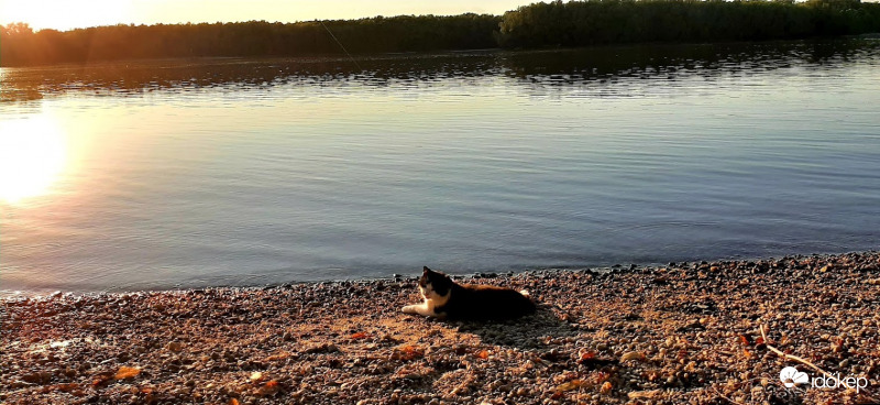 Szeret napozni az öreg kandur..