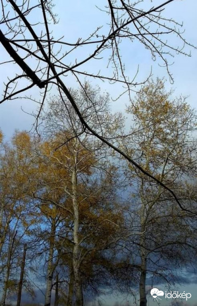 Őszi fák...