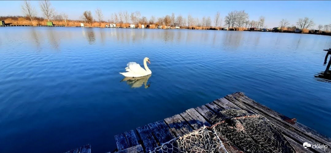 A Pék tói hattyú