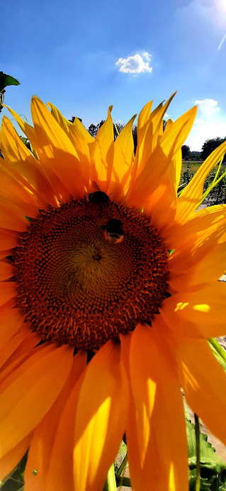 Napraforgó és dongó