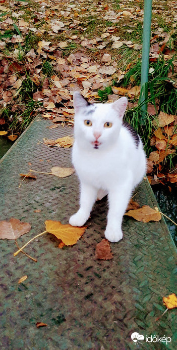 A szakálas fehér cica..