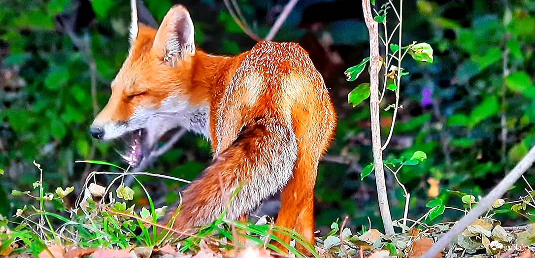 Egy jól elkapott pillanat..