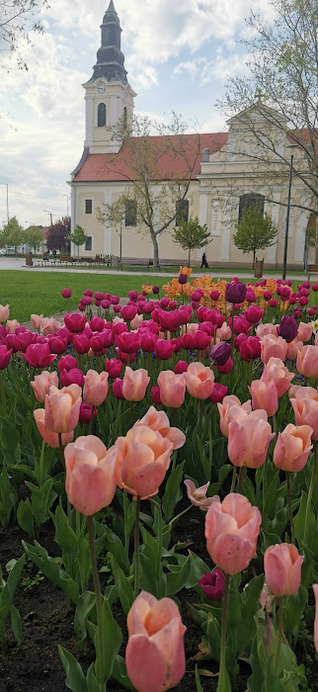 Kiskőrös és a tulipán...