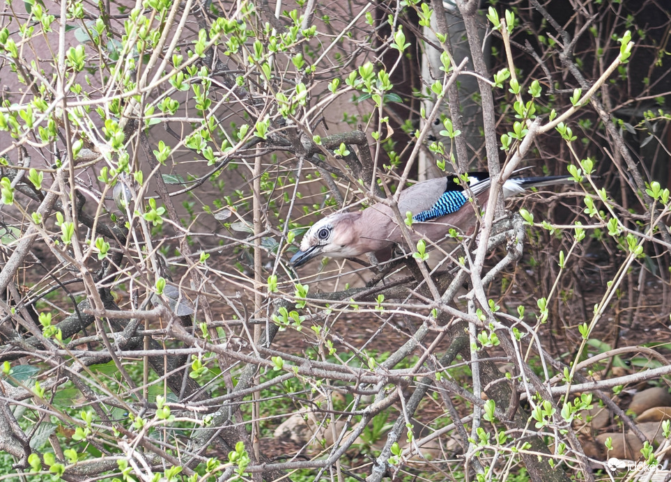 Mátyásmadár az éledező rügyek között.