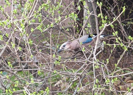 Mátyásmadár az éledező rügyek között.