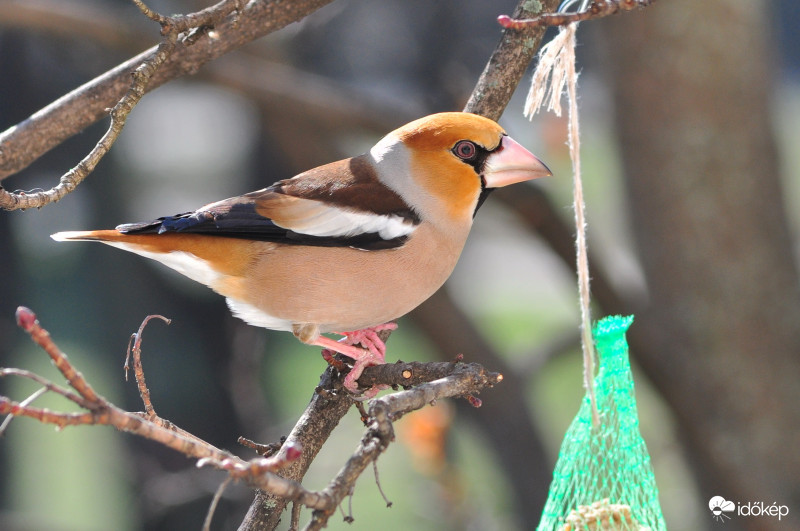 Vendégeim-meggyvágó2