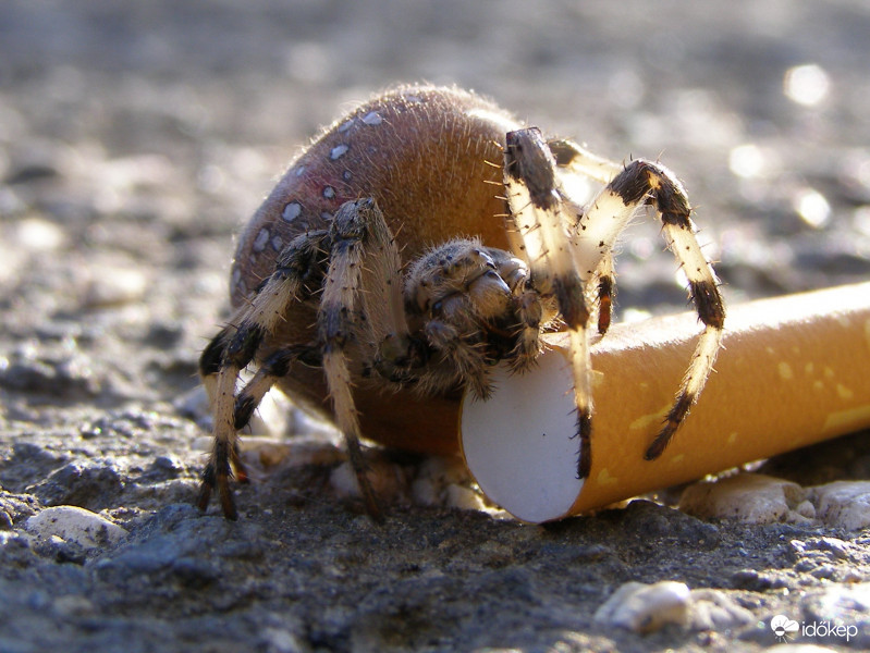 Négyes keresztespók (?)