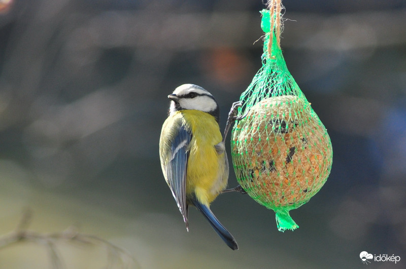 Vendégeim-kékcinege