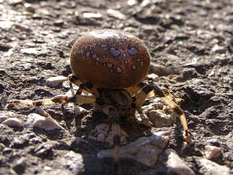 Négyes keresztespók (?)