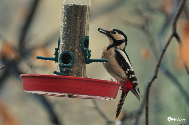 Vendégeim - nagy fakopáncs