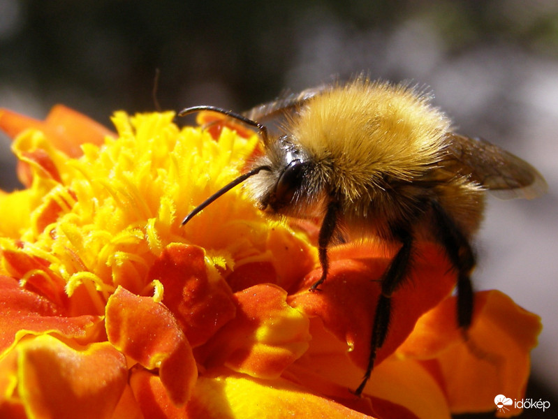 ..mondd kis kócos...