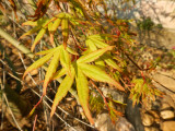 ID