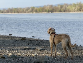 Dunakeszi Duna-parti reggel 