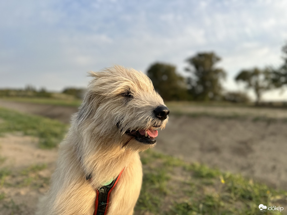 ma reggeli szélfútta Füge ❤️ alakul a bull terrier buksi 
