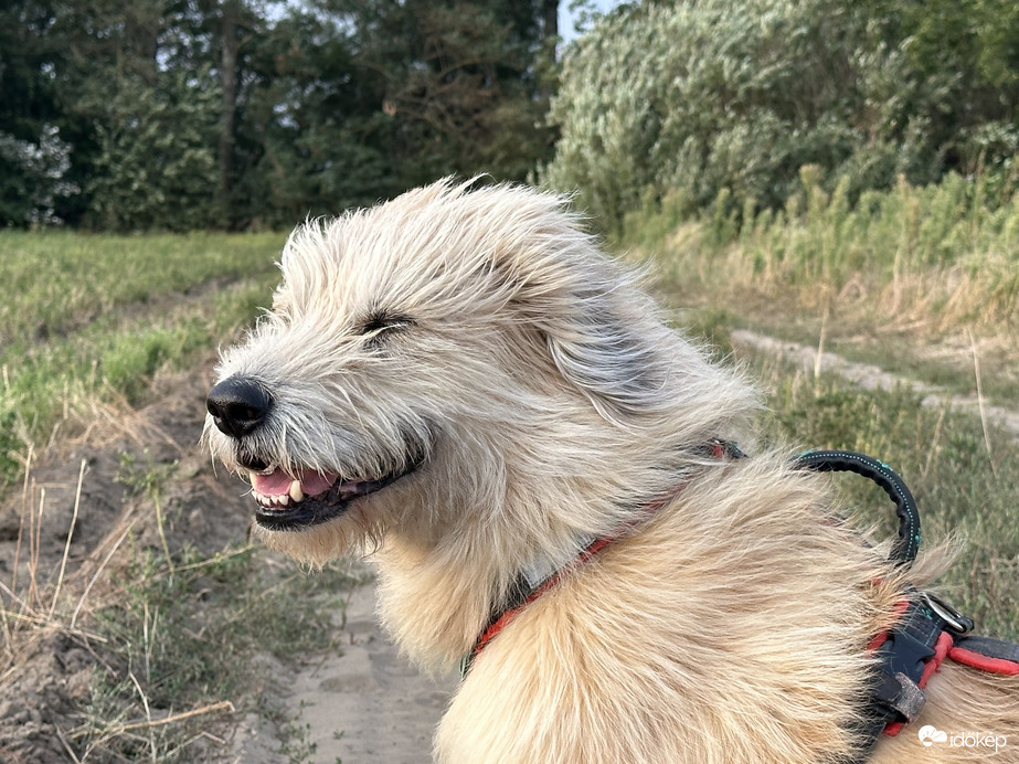 ma reggeli szélfútta Füge ❤️