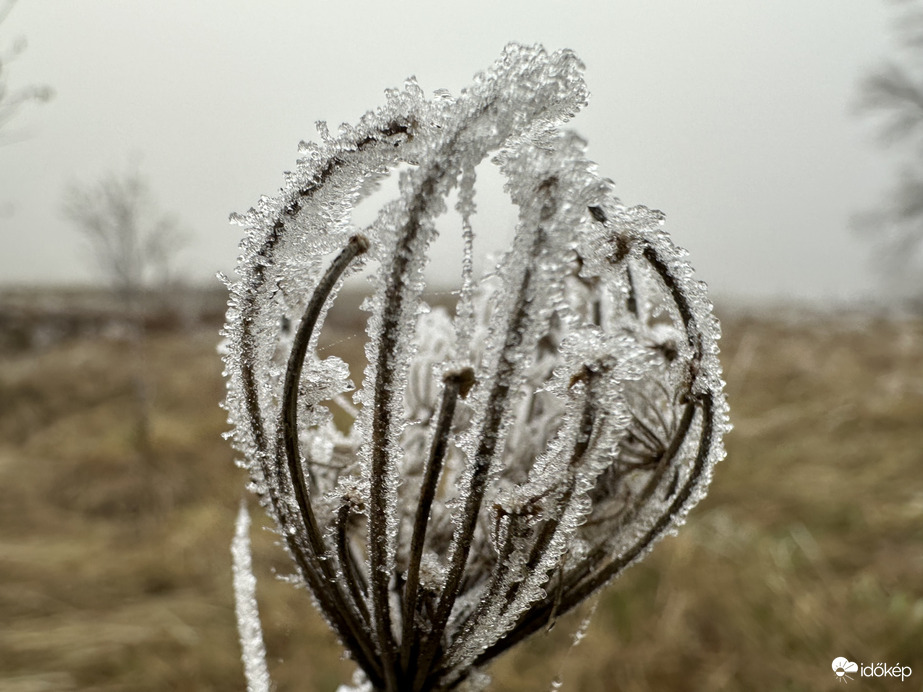 December 20 Merzse